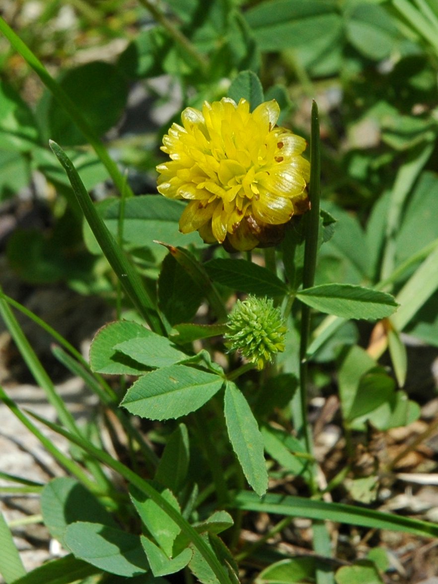 Trifolium badium (Fabaceae)